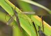 Tipula paludosa